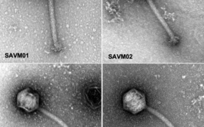 Greenphage contributed to a new article published on November, 2023 in Viruses